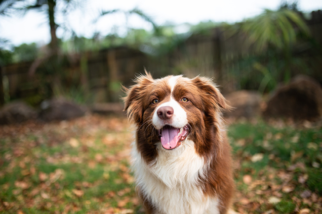 white and brown dog